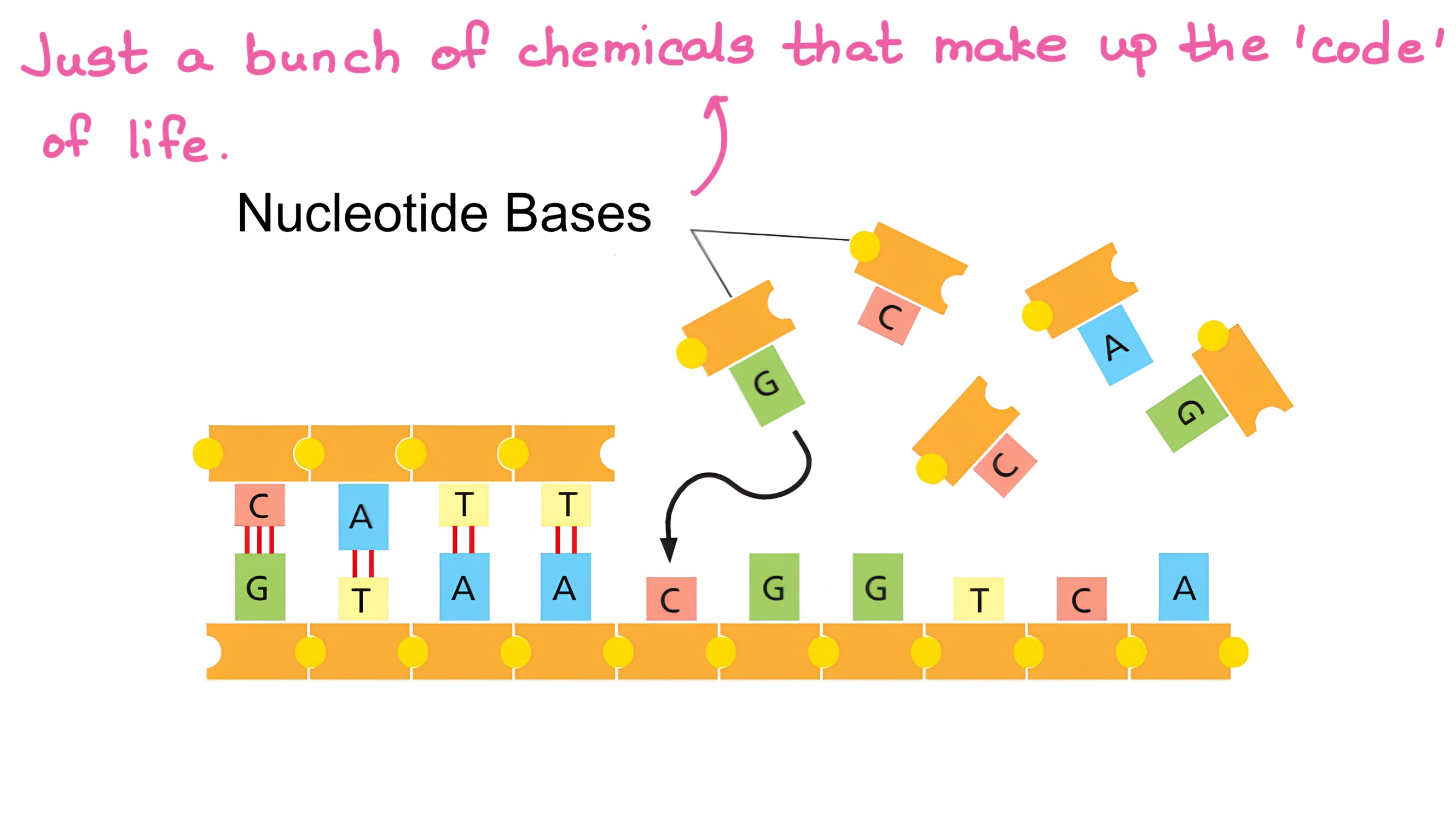 DNA Replication