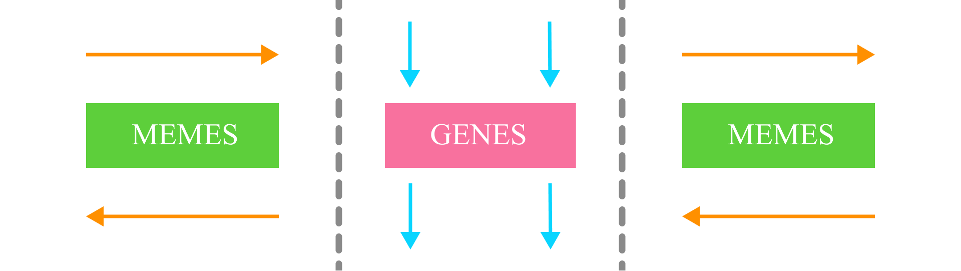 DNA Replication